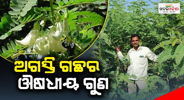 Khabar Odisha:Do-you-know-all-these-things-about-Agasti-tree