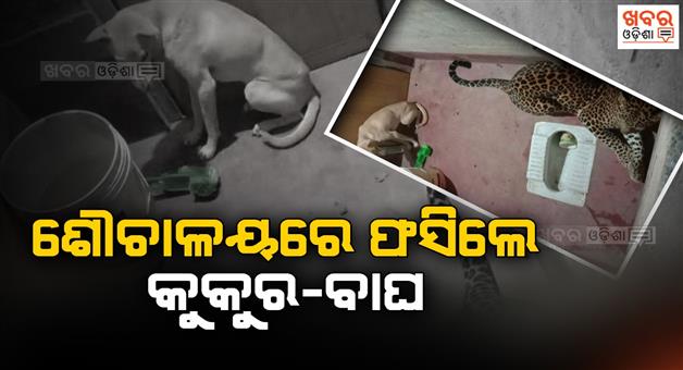 Khabar Odisha:Dog-leopard-trapped-in-the-toilet-thousands-of-fans-liked-the-photo
