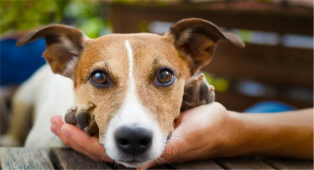 Khabar Odisha:Dog-owners-beware-Do-this-before-the-time-or-you-will-have-to-pay-a-fine