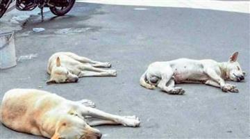 Khabar Odisha:Dogs-are-also-insecure-in-the-capital-two-dogs-have-been-shot-dead
