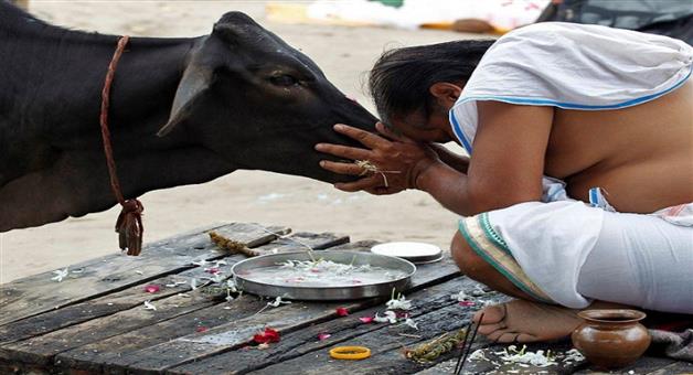 Khabar Odisha:Drinking-cow-urine-is-a-disease