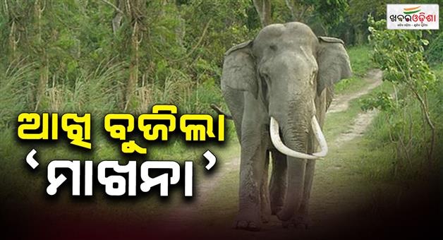 Khabar Odisha:Elephant-Makhana-died-Treatment-continued-for-3-months