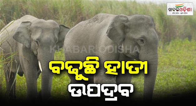 Khabar Odisha:Elephant-attack