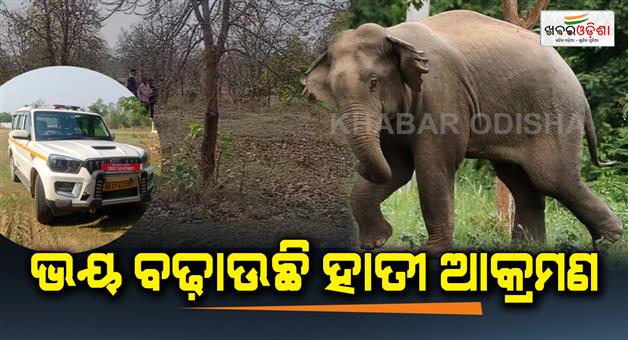 Khabar Odisha:Elephant-attacks-in-baragarh