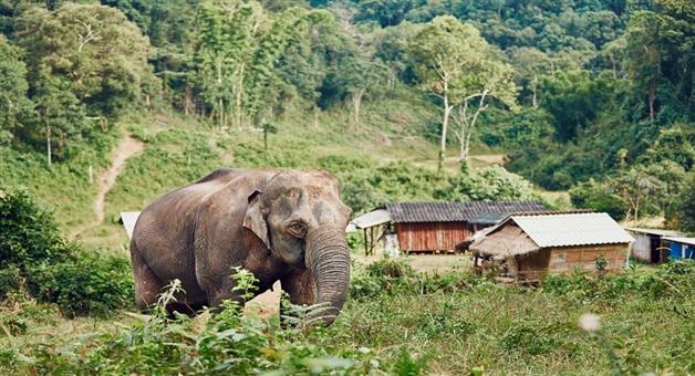 Khabar Odisha:Elephant-attacks-in-Keonjhar