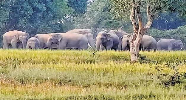 Khabar Odisha:Elephant-census-completed-full-report-to-be-released-on-Wednesday