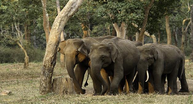 Khabar Odisha:Elephant-census-starts-tomorrow-in-the-state