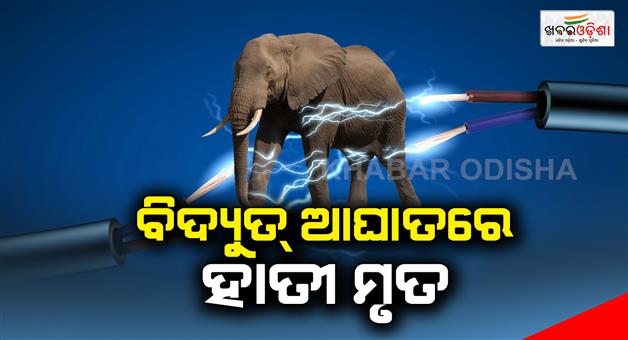 Khabar Odisha:Elephant-dead-due-to-electric-shock