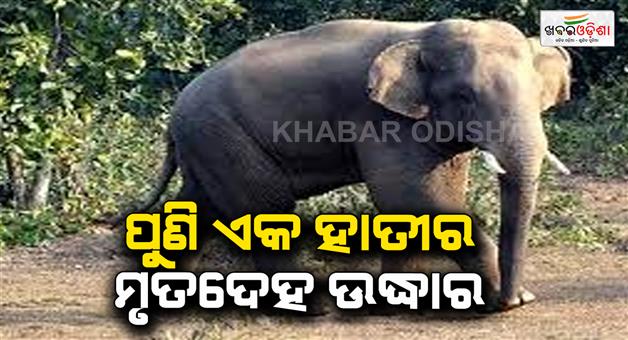 Khabar Odisha:Elephant-deadbody-found