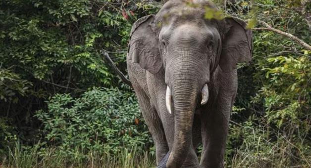 Khabar Odisha:Elephant-death-in-train-collision-incident