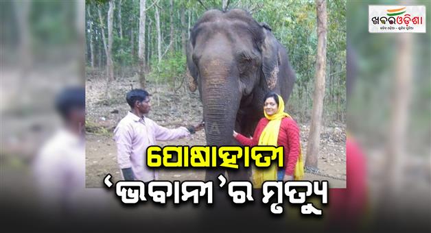 Khabar Odisha:Elephant-dies-in-similipal-sanctuary