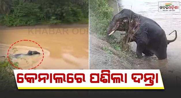 Khabar Odisha:Elephant-got-stuck-in-the-canal