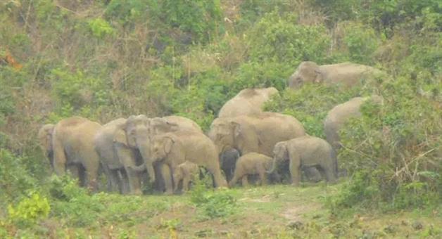 Khabar Odisha:Elephant-in-muniguda