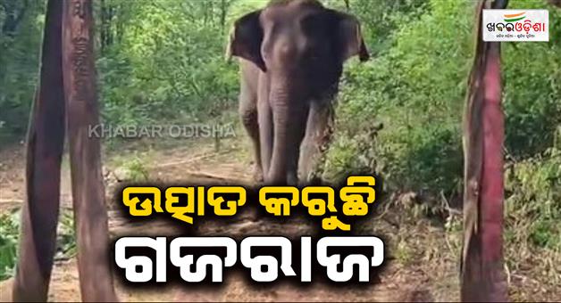 Khabar Odisha:Elephant-menace-crosses-border-Forest-Department-and-residents-of-the-area-worried