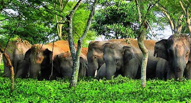 Khabar Odisha:Elephant-population-not-safe-High-Court-orders-immediate-action-plan