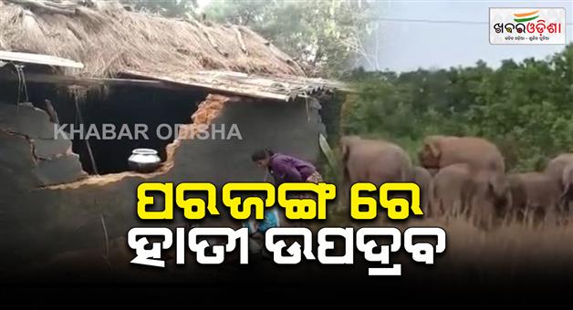 Khabar Odisha:Elephant-terror--Villagers-worried