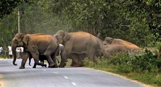 Khabar Odisha:Elephant-terror-in-Bhubaneswar
