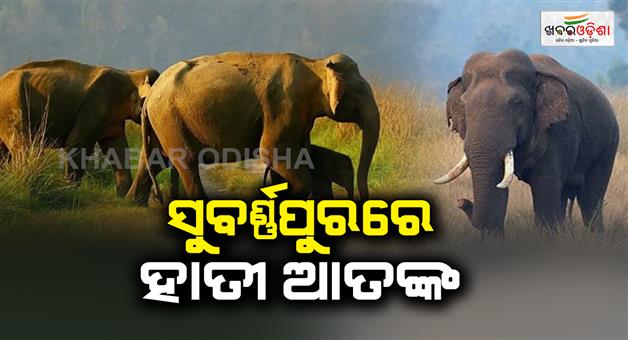 Khabar Odisha:Elephant-terror-in-Subarnapur-district-A-tusk-elephant-has-been-playing-terror-since-midnight