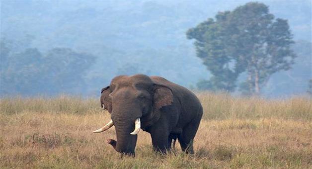 Khabar Odisha:Elephant-terror-in-sundargarh