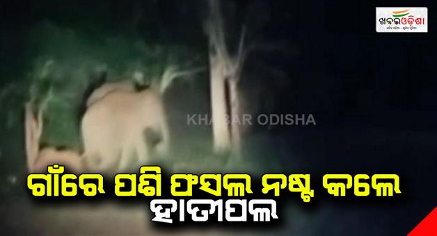 Khabar Odisha:Elephants-entered-the-village-and-destroyed-the-crops