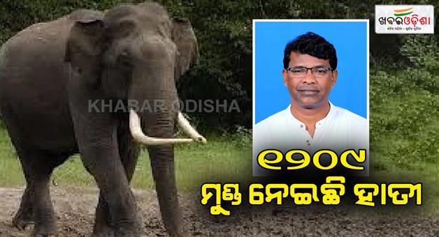 Khabar Odisha:Elephants-have-killed-1209-people-in-10-years