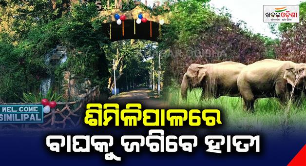 Khabar Odisha:Elephants-will-guard-the-tigers-in-the-forest