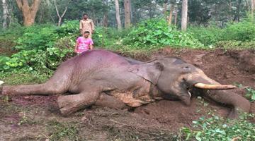 Khabar Odisha:Even-after-successful-treatment-the-elephants-eye-and-tooth-were-stuck-the-cause-of-death-will-be-known-after-the-post-mortem