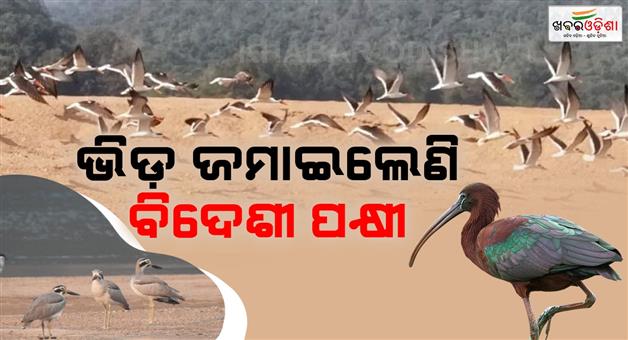 Khabar Odisha:Exotic-birds-have-gathered-in-Satkoshiya-but-this-time-the-arrival-of-the-birds-has-been-delayed
