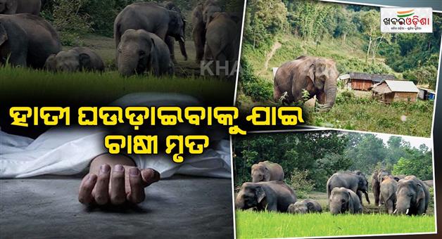 Khabar Odisha:Farmer-died-in-elephant-terror