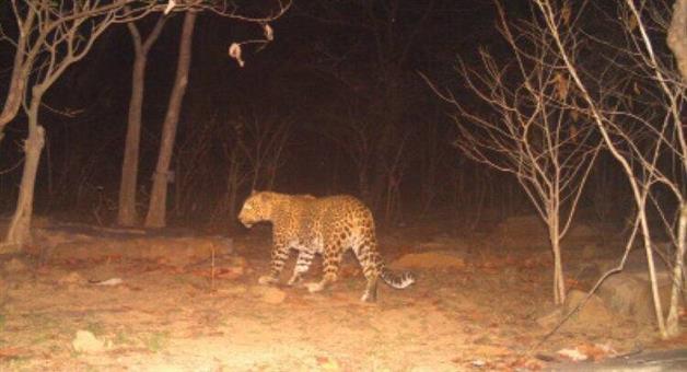 Khabar Odisha:Fear-grips-residents-after-leopard-kills-calf-at-Tariamahuabhata-under-Amanara-section