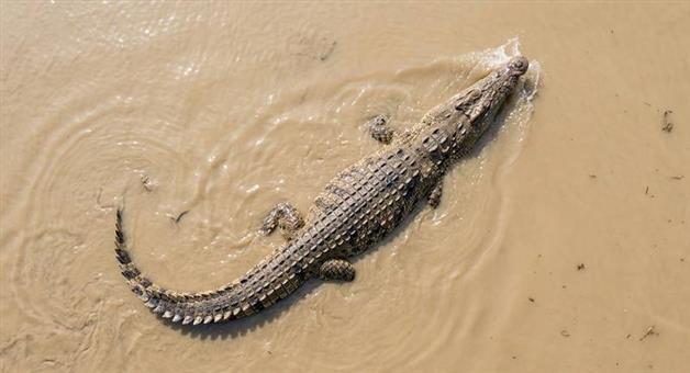 Khabar Odisha:Fear-of-crocodiles-looms-during-floods
