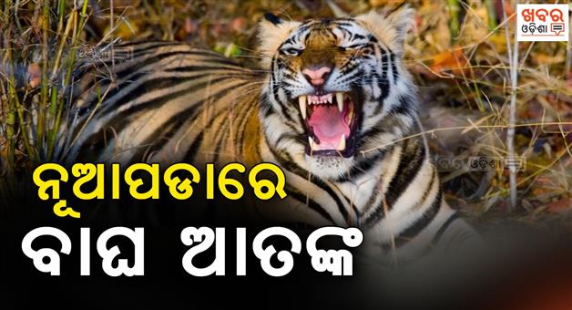 Khabar Odisha:Fear-stalks-Nuapada-villagers-as-tiger-kills-calf-again