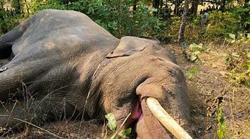 Khabar Odisha:Female-Elephant-Dies-After-Eating-Explosive-Trap-in-Odisha-Forest