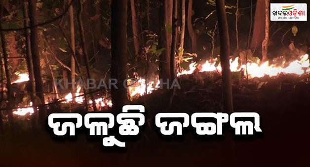 Khabar Odisha:Fire-at-forest-the-animals-are-going-to-villege