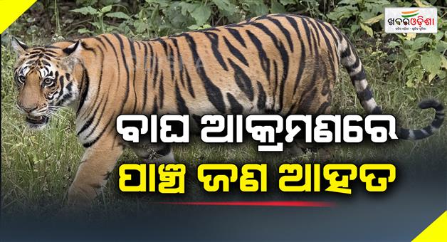 Khabar Odisha:Five-injured-in-tiger-attack