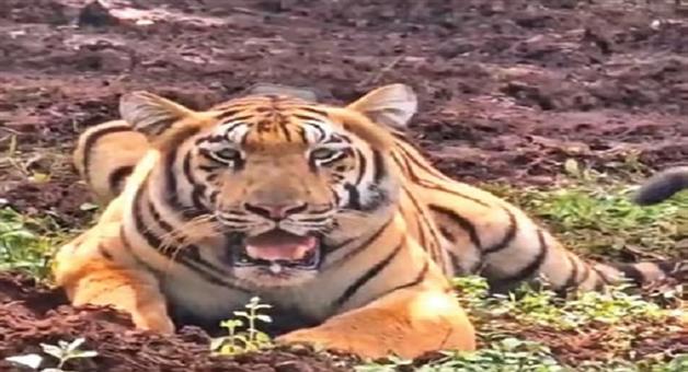 Khabar Odisha:Five-more-tigers-will-come-to-Odisha-from-Maharashtra-informed-the-minister