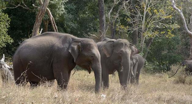 Khabar Odisha:Five-people-were-trampled-by-an-elephant-while-going-to-a-temple-on-Mahashivaratri