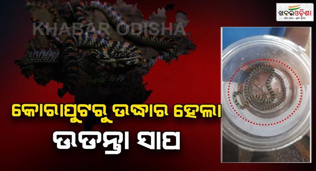 Khabar Odisha:Flying-snake-rescued-in-Jaipur-for-the-first-time