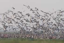 Khabar Odisha:Foreign-bird-census-to-begin-at-Hirakud-from-tomorrow-counting-will-be-conducted-across-21-sections