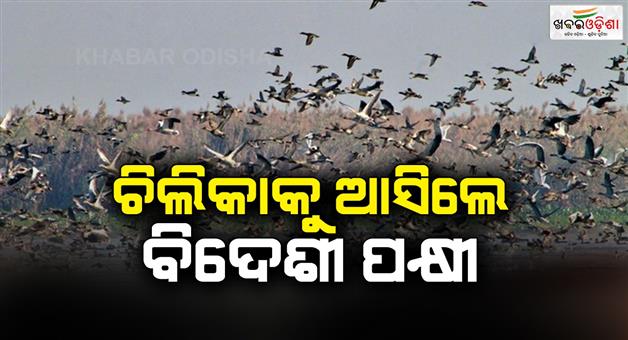 Khabar Odisha:Foreign-birds-have-come-to-Chilika