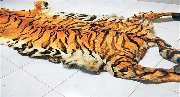Khabar Odisha:Forest-Department-Busts-Tiger-Skin-Smuggling-Racket-in-Kalahandi-One-Arrested