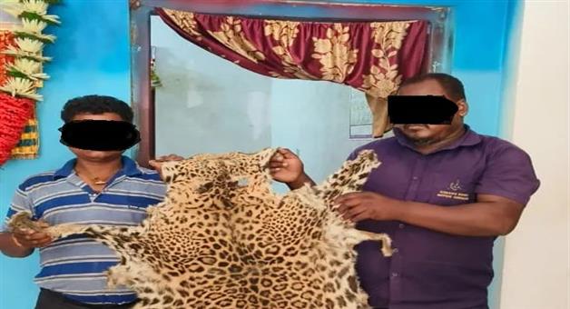 Khabar Odisha:Forest-Department-raids-tiger-skin-seized-2-arrested