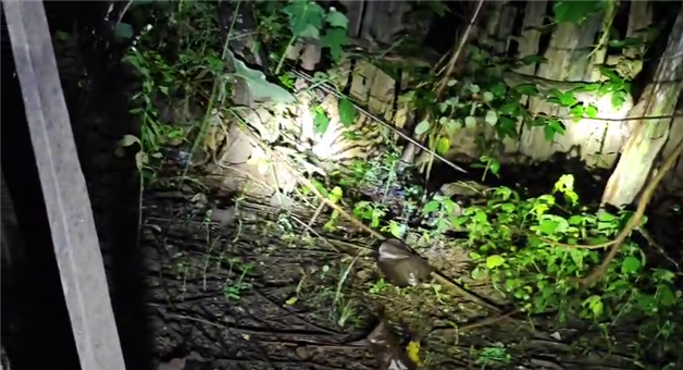Khabar Odisha:Forest-Department-rescues-tiger-from-locked-house-after-a-long-time
