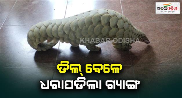 Khabar Odisha:Forest-department-busted-during-phangolin-deal-A-gang-caught