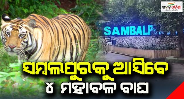 Khabar Odisha:From-Sambalpur-Chidiakhana-115-spotted-deer-and-4-tigers-came