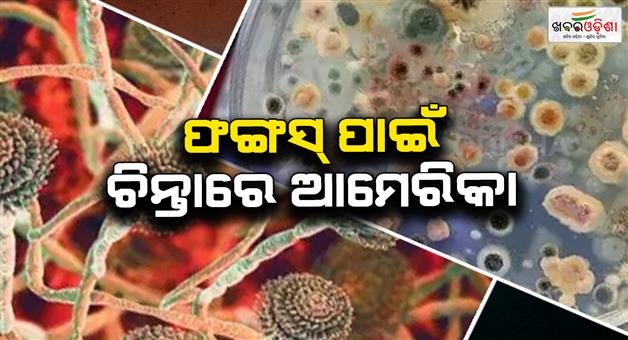 Khabar Odisha:Fungus-spreads-in-America-What-to-do-to-survive-this-fungus