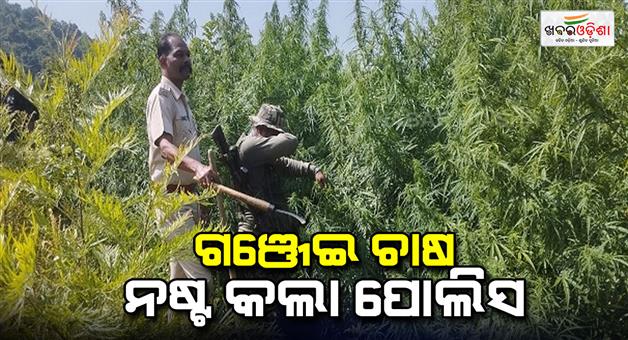 Khabar Odisha:Ganja-tree-was-destroyed-by-the-exice-department