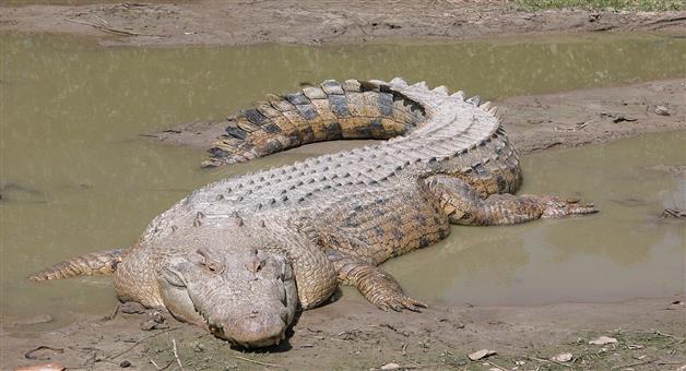 Khabar Odisha:Giant-crocodile-found-in-Mahanadi-Locals-in-a-state-of-fear