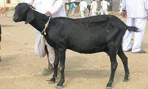 Khabar Odisha:Goat-stealing-and-having-to-party-is-expensive-AS7I-suspended