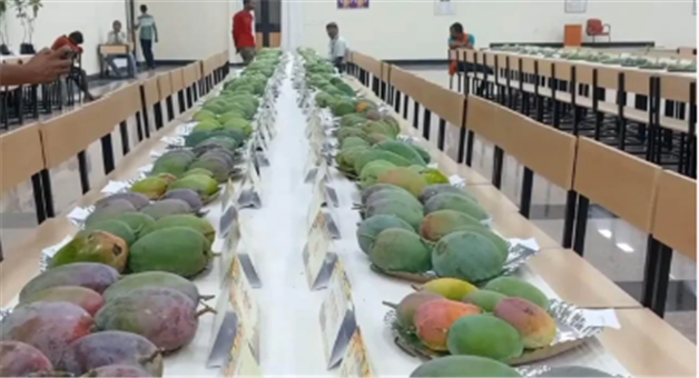 Khabar Odisha:Good-news-for-diabetics-patients-can-eat-mangoes-with-joy